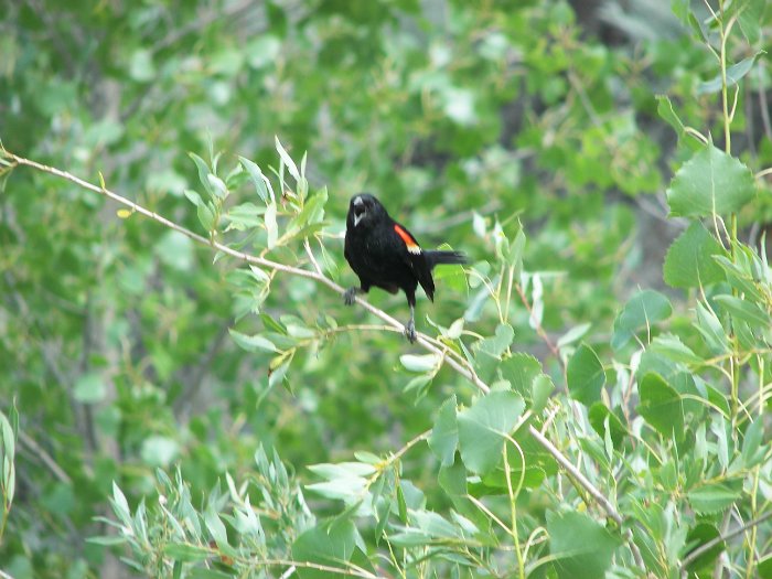 Kanada 2007 Tyrell Museum (28)